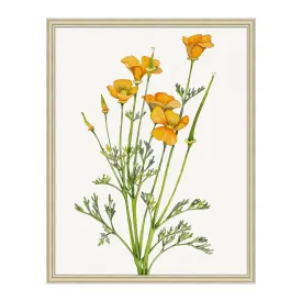 Golden Poppy 1