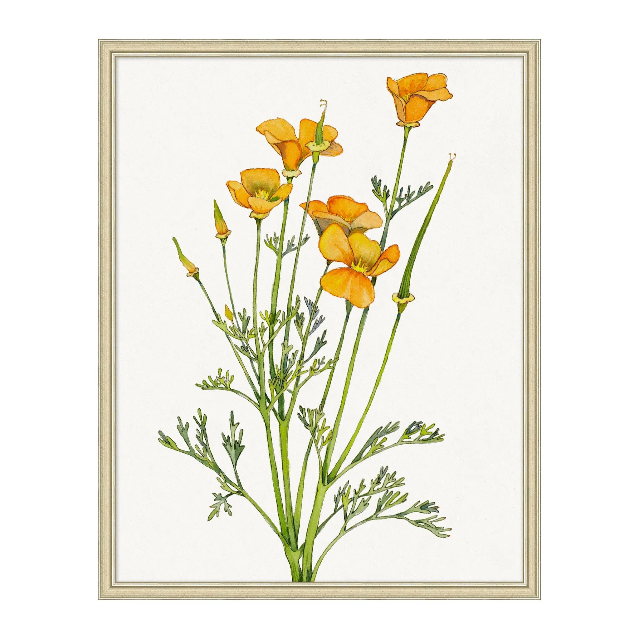 Golden Poppy 1