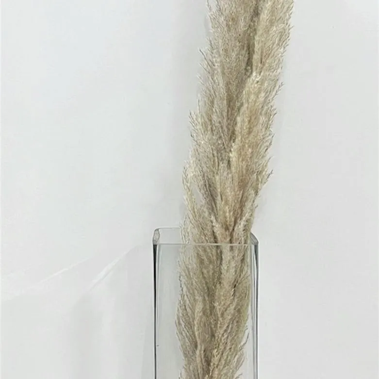 Tall Pampas in Poly Sleeve, Set of 5