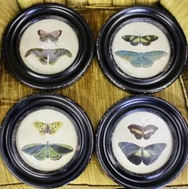 Vintage Reproduction Moth/Butterfly Prints